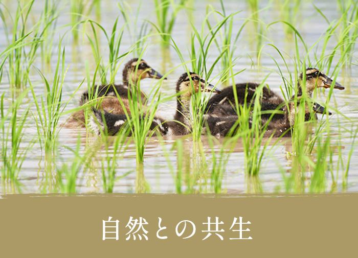 自然との共生